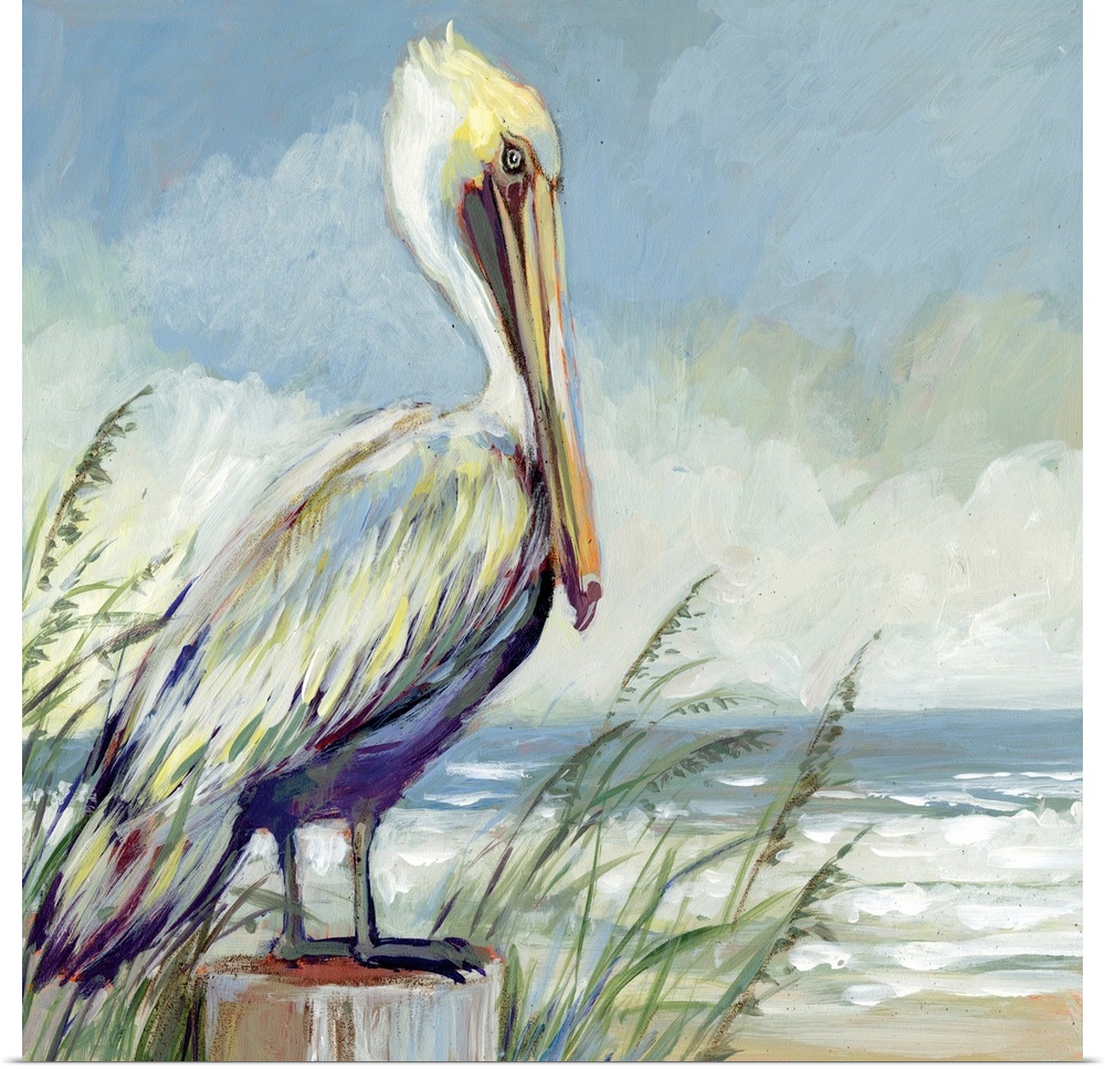 A striking pelican sits and watches the tide.