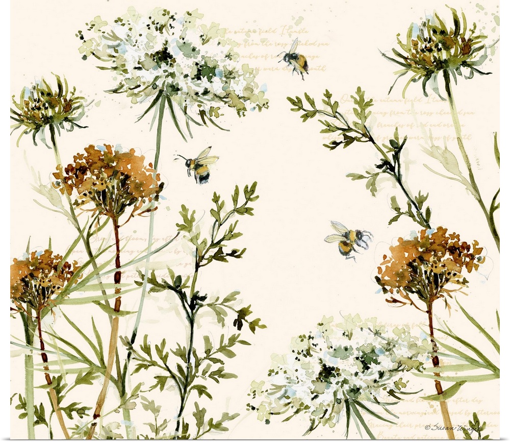 A lovely botanical featuring the lovely Queen Anne's lace!
