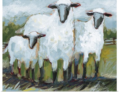 Sheep In Field