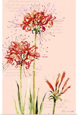 Watercolor Spider Lilies