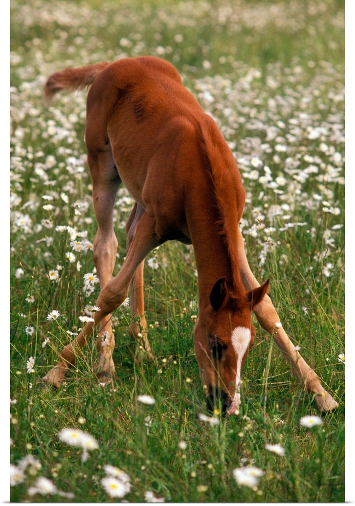 A brown Arabian foal eating grass amid white wildflowers.