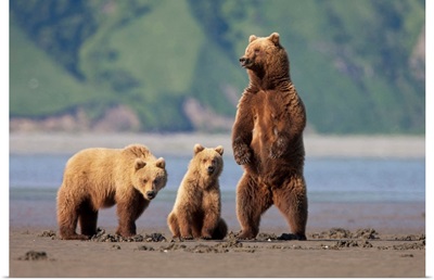 A Brown Bear Mother And Cubs Walks Across Mudflats In Kaguyak Bay, Katmai Coast, Alaska