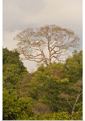 A Ceiba Tree stands above the rainforest canopy of Corcovado National Park, Costa Rica