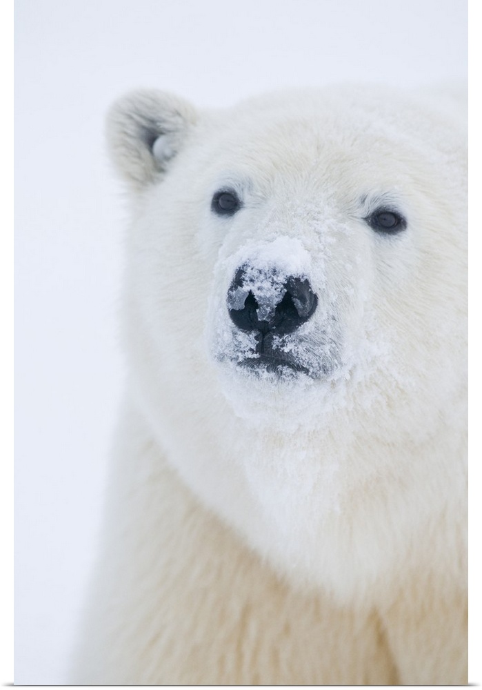 North America, USA, Alaska, 1002 Coastal Plain of the Arctic National Wildlife Refuge. A curious Polar Bear (Ursus maritim...