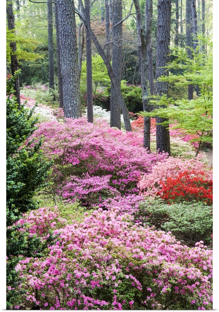 USA, Georgia, Pine Mountain. A forest of azaleas and rhododendrons.