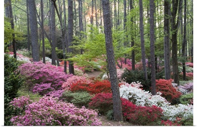 A forest of azaleas and rhododendrons