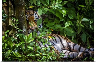 A Malayan Tiger Maintains A Restful Vigil