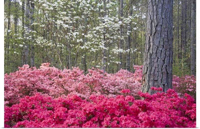 A mixture of dogwood and azaleas in the garden
