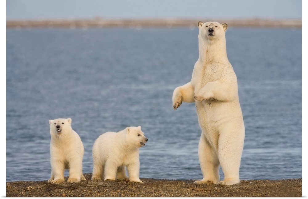 A pair of young polar bear cubs look around the beach on the Beaufort Sea while their mother stands to look for danger, on...