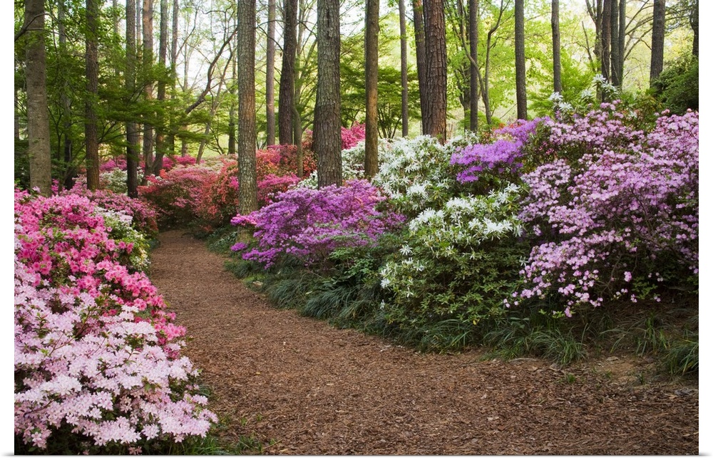 USA, Georgia, Pine Mountain. A pathway through azaleas and rhododendrons.