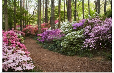 A pathway through azaleas and rhododendrons