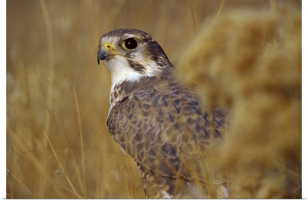 A Prairie Falcon (Falco mexicanus) CAPT