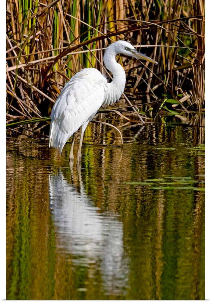 A rare great white heron in southern Florida carefully wades a shallow pond for fish and frogs to eat.