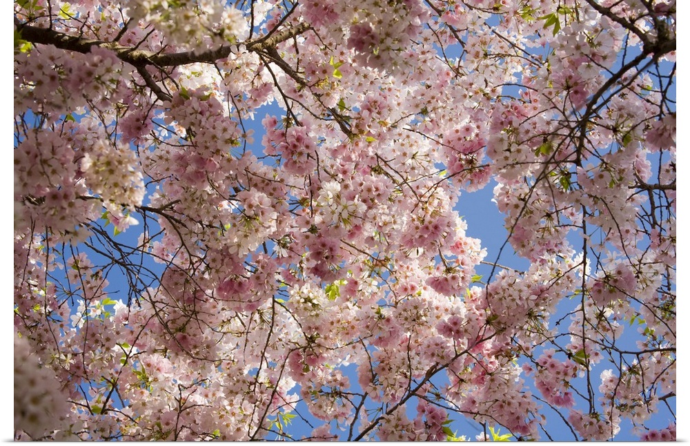 USA, Georgia, Pine Mountain. A tree full of blossoms.