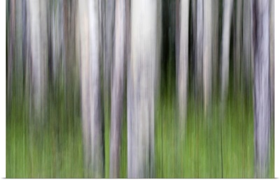 Abstract image of aspen trees in Glacier National Park