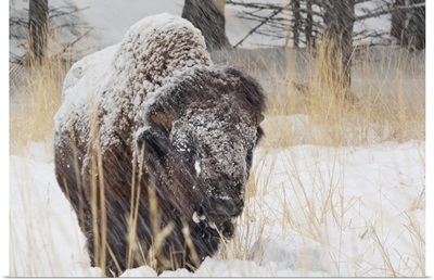 Adult bison bull in snowstorm at Yellowstone National Park