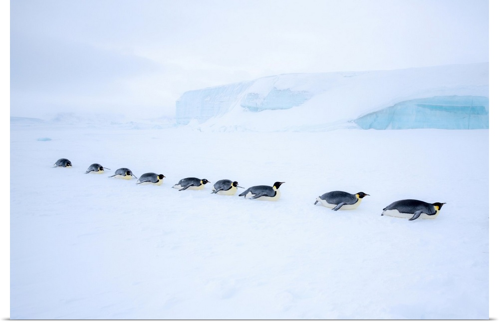 Snow Hill Island, Antarctica. Adult Emperor Penguin tobogganing in a line to save energy while traversing the ice.