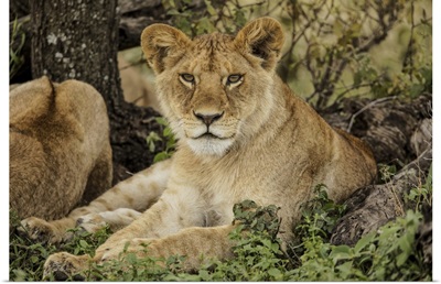 Adult Lion Resting In Shade Of Tree, Serengeti National Park, Tanzania, Africa