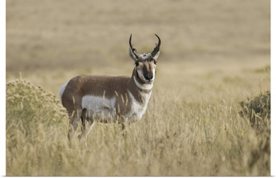 Adult Male Pronghorn, Yellowstone National Park, Wyoming