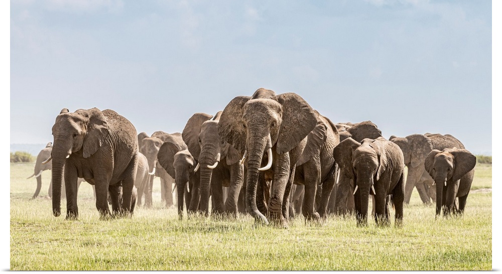 Africa, African elephant, Amboseli national park. Panoramic of front of elephant herd walking.