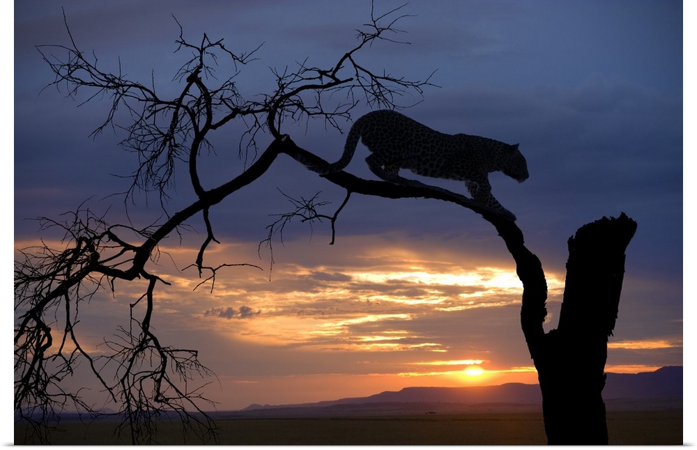 Africa, Botswana, Savuti Game Reserve. Leopard on branch at sunset.