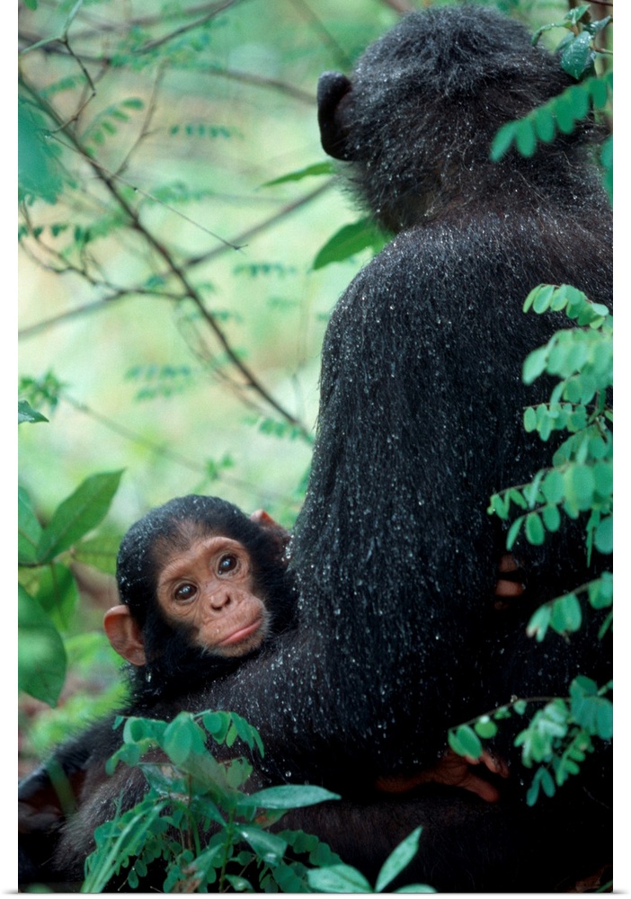 Africa, East Africa, Tanzania, Gombe National Park, Infant Chimpanzee with mother sit covered in rain drops after a storm.