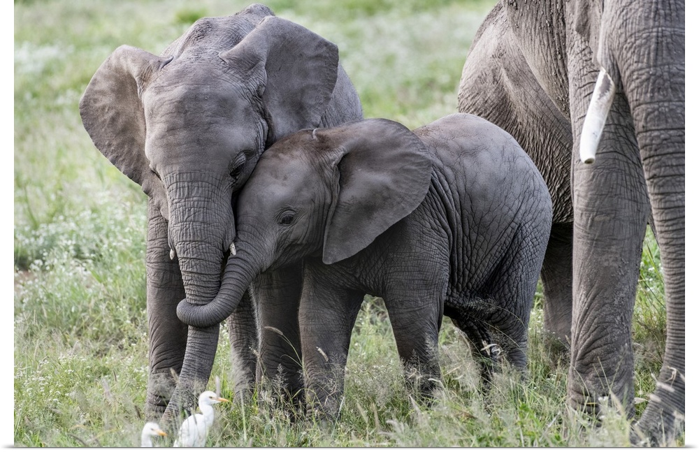 Africa, Kenya, Amboseli national park. Close-up of juvenile elephant.