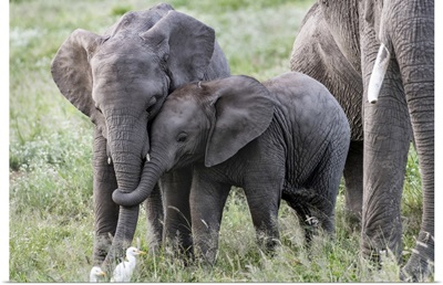 Africa, Kenya, Amboseli National Park, Close-Up Of Juvenile Elephant