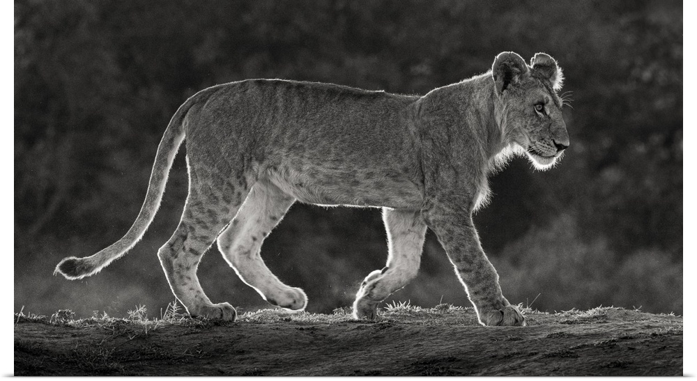 Africa, Kenya, Maasai mara national reserve. Backlit close-up of young lion.