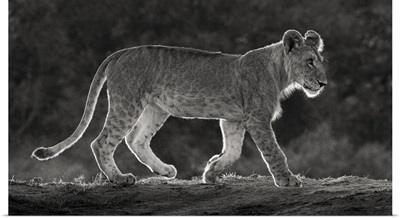 Africa, Kenya, Maasai Mara National Reserve, Backlit Close-Up Of Young Lion