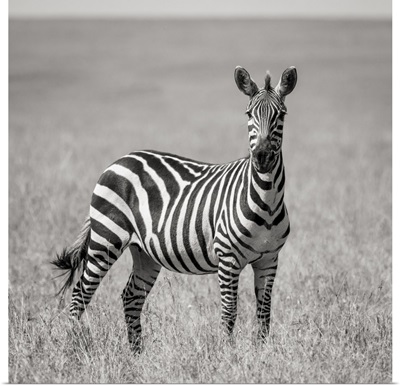 Africa, Kenya, Maasai Mara National Reserve, Close-Up Of Lone Zebra