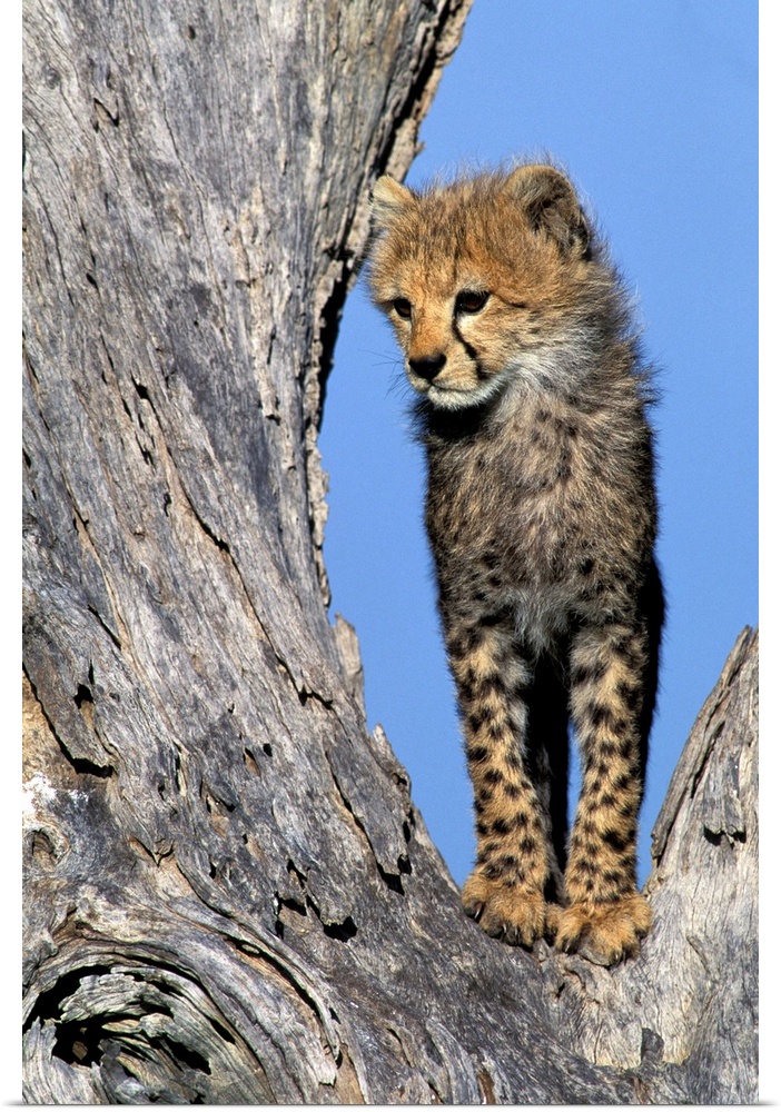 Africa, Kenya, Masai Mara Game Reserve. Cheetah Cub.