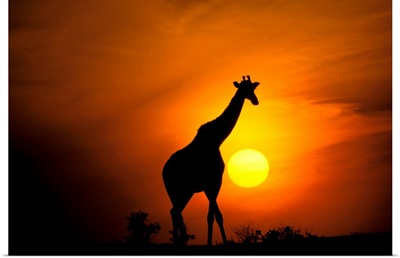 Africa, Kenya, Masai Mara. Giraffe