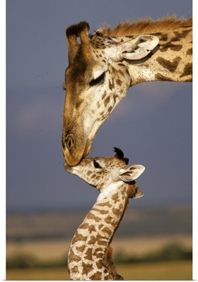 Africa, Kenya, Masai Mara. Giraffes (Giraffe Camelopadalis)