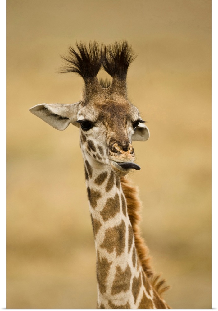 Africa, Kenya, Masai Mara GR, Upper Mara, Masai Giraffe, Giraffa camelopardalis tippelskirchi, portrait, licking lips.