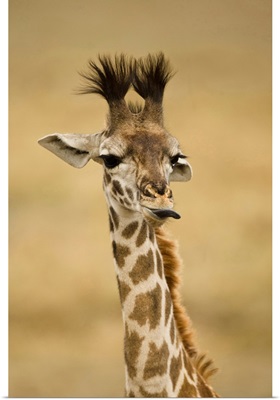 Africa, Kenya, Masai Mara GR, Upper Mara, Masai Giraffe