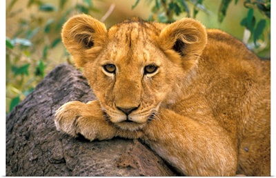 Africa, Kenya. Portrait Of A Lion.