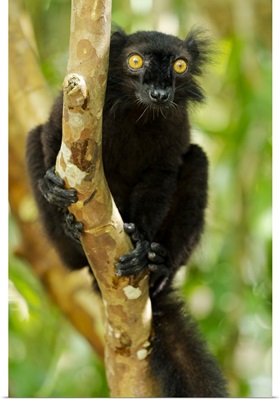 Africa, Madagascar, Lake Ampitabe, Akanin'ny Nosy Reserve, Male Black Lemur