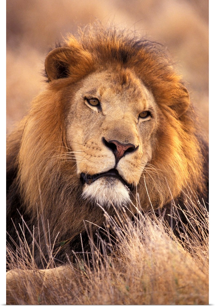 Africa. Male African Lion (Panthera leo)