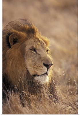 Africa. Male African Lion