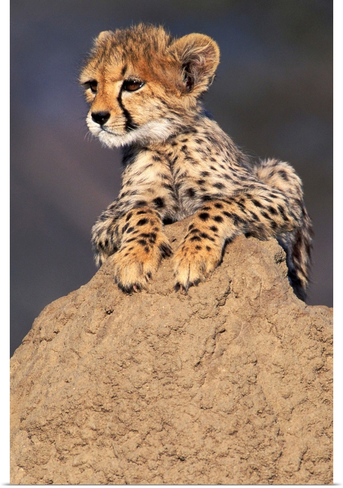 Africa, Namibia.  Animal rehabilitation farm.  Cheetah cub on termite mound.