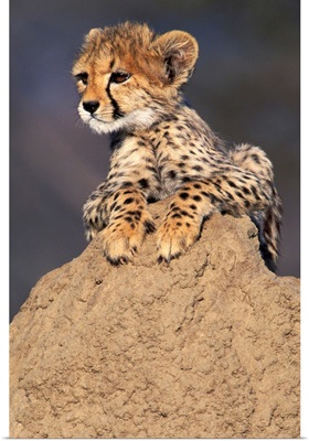 Africa, Namibia.  Animal Rehabilitation Farm.  Cheetah Cub On Termite Mound