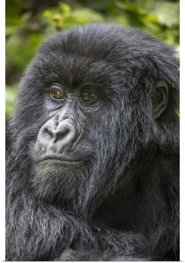 Africa, Rwanda, volcanoes national park, portrait of mountain gorilla (Gorilla Beringei Beringei) resting in rainforest in...