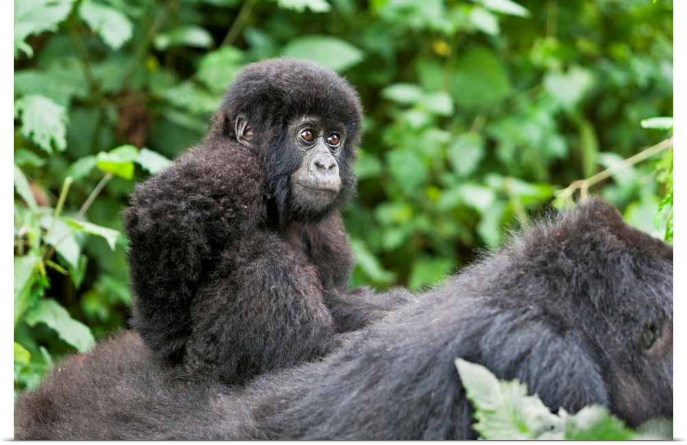 Africa, Rwanda, Volcanoes National Park. Young baby mountain gorilla riding on its mother's back.