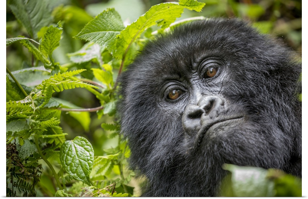 Africa, Rwanda, volcanoes national park, close-up portrait of adult mountain gorilla (Gorilla Beringei Beringei) in rainfo...
