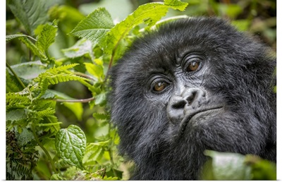 Africa, Rwanda, Volcanoes National Park, Close-Up Portrait Of Adult Mountain Gorilla