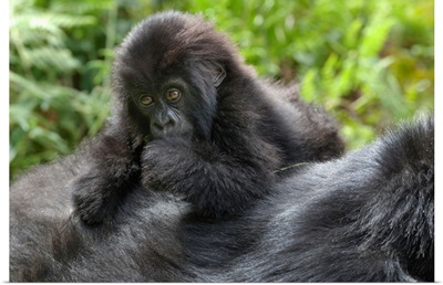 Africa, Rwanda, Volcanoes National Park, Young Mountain Gorilla On Its Mother's Back
