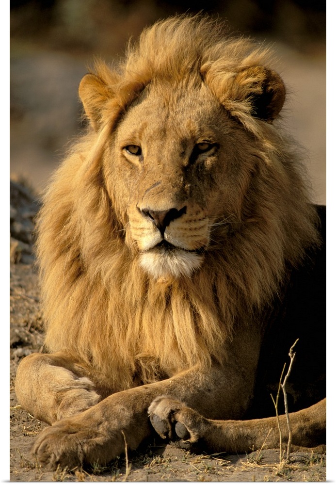Africa, Sub-Saharan Africa. Lion (Panthera leo)