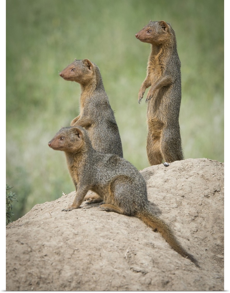 Africa, Tanzania. A family of pygmy mongoose keeps vigil from atop an ant hill in the Serengeti. Africa, Tanzania.
