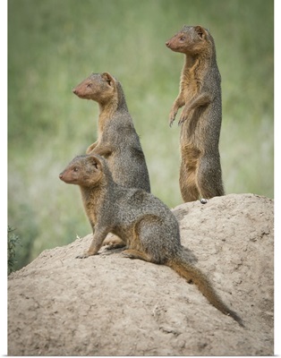 Africa, Tanzania, A Family Of Pygmy Mongoose Atop An Ant Hill In The Serengeti